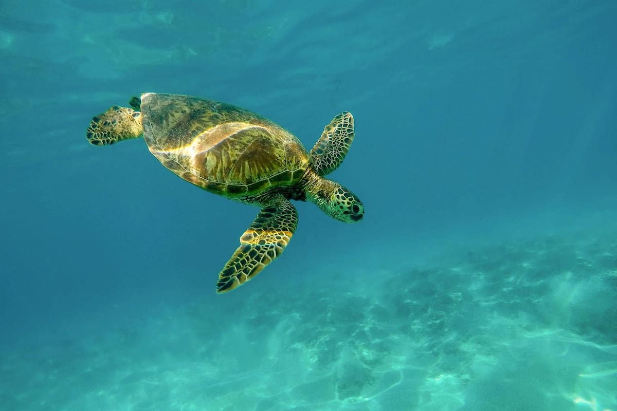 Los ruidos que ocasiona sordera a las tortugas