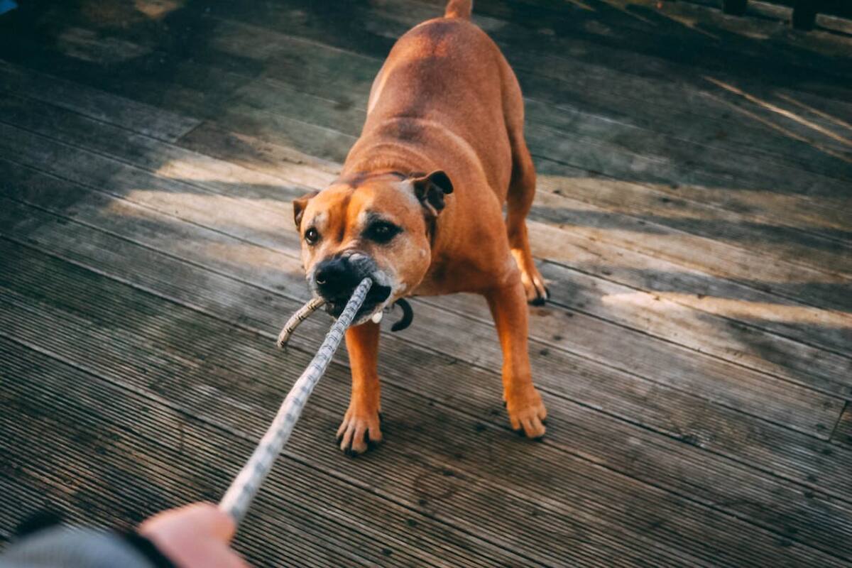 La peculiar forma en que los perros perciben las malas vibras