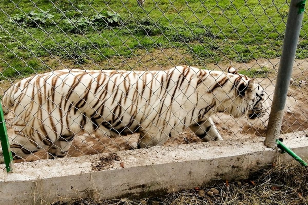 Hallan muerto al tigre de Bengala que escapó del Parque Animalia en Puebla tras las inundaciones