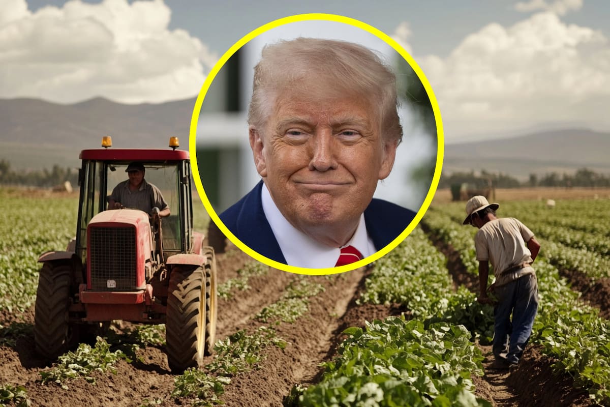Reportan que Donald Trump va a la “caza” de unos 255 mil 700 trabajadores indocumentados en campos de California