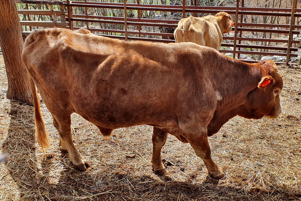 Economía en Sonora: Esperan mejoría en el sector agro y ganadero