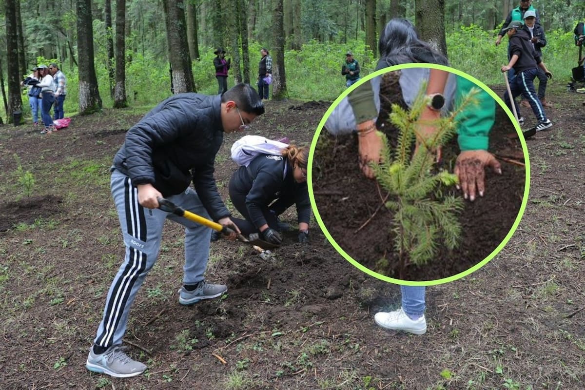 Gobierno del Edoméx reforesta San Jerónimo Acazulco con 2,700 oyameles para proteger cuenca hídrica