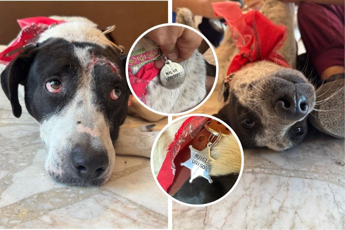 Alumnos y maestros cuidan a Malva y Muicle, los perritos comunitarios de la Universidad de Sonora; esperan encontrarles un hogar permanente