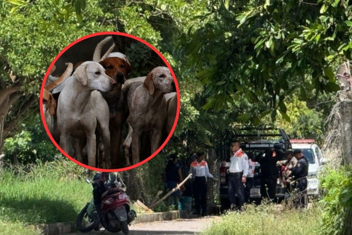 Intoxicación en Puebla: Hombre en situación de calle ingiere salchichas envenenadas destinadas a perros