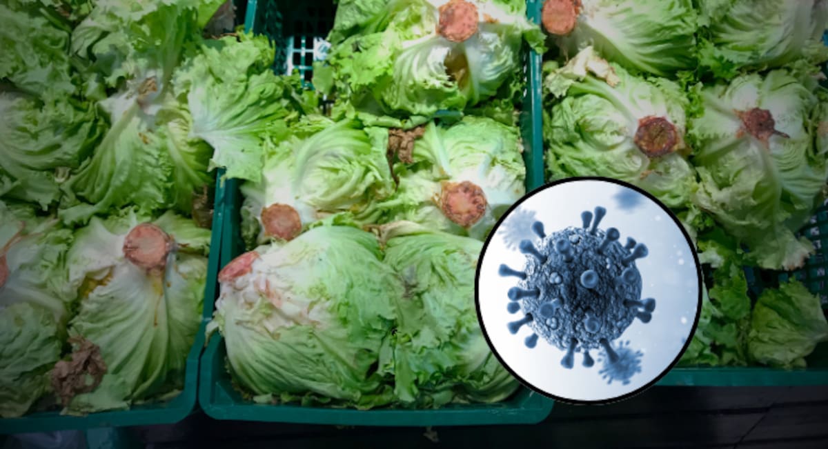 Brote de diarrea por Cyclospora: ¿cómo identificar una lechuga contaminada?