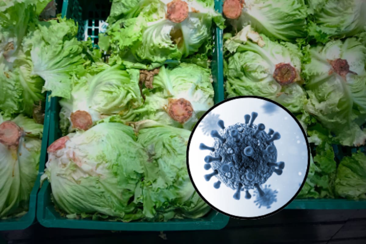 Brote de diarrea por Cyclospora pone bajo investigación a la lechuga iceberg; esto recomiendan los CDC para protegerte