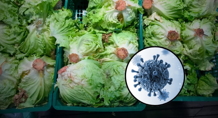 Brote de diarrea por Cyclospora: ¿cómo identificar una lechuga contaminada?