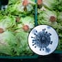 Brote de diarrea por Cyclospora pone bajo investigación a la lechuga iceberg; esto recomiendan los CDC para protegerte