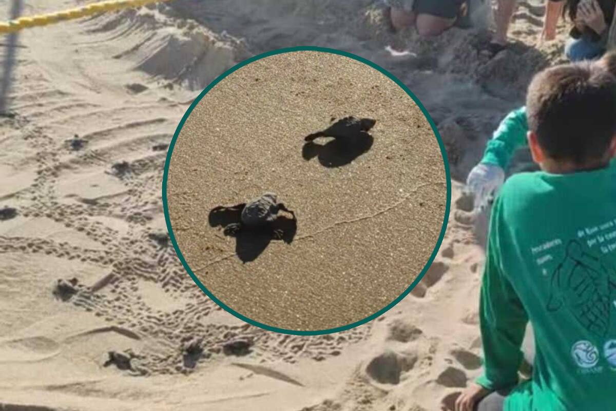 Tortugas golfinas vuelven a Bahía de Kino para desovar,