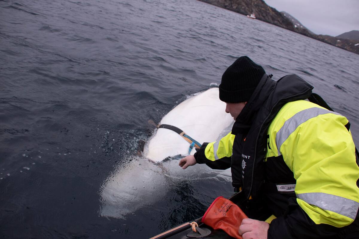 Ballena beluga 'juguetona' se deja acariciar en el Ártico