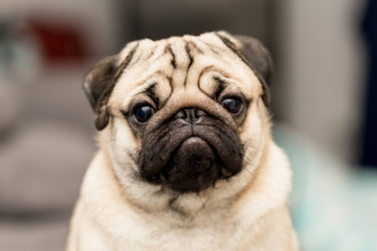 Perritos pug hacen pastoreo con rebaño de vacas y cabras