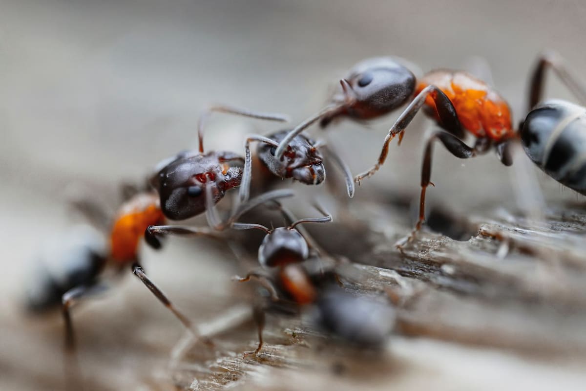 Según algunos expertos, el olor del vinagre dificulta que las hormigas sigan sus recorridos habituales, pero no es un remedio definitivo, indica la ciencia. | Foto: Pexels