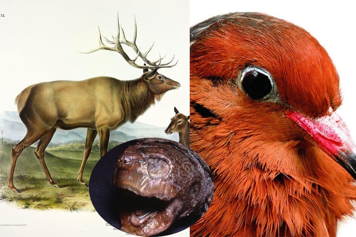 Tragedia en México: Conoce cuáles son algunos de los animales extintos en el País