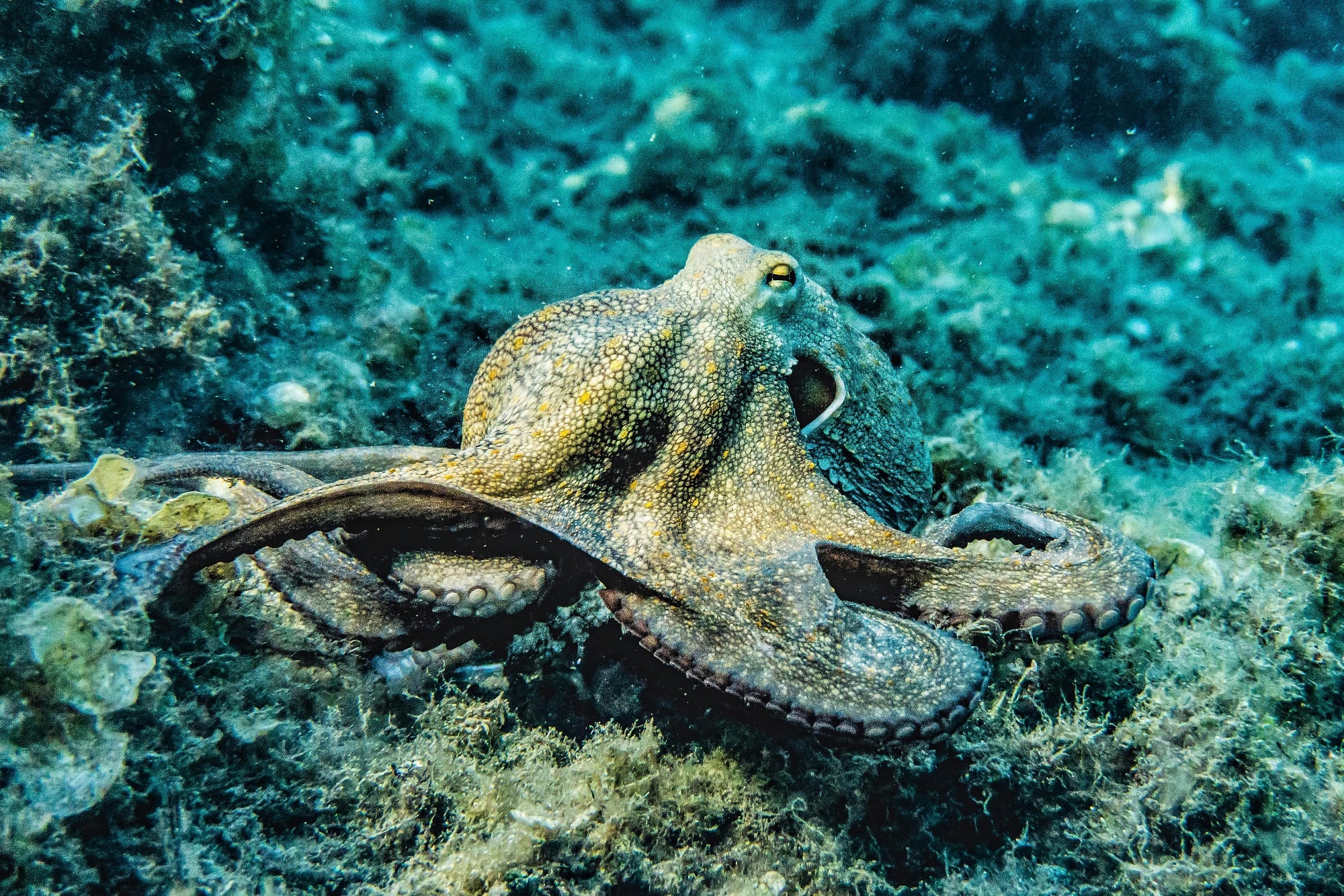 Estos cefalópodos, conocidos por su inteligencia y capacidad para cambiar de color, esconden un secreto biológico fascinante: tienen tres corazones