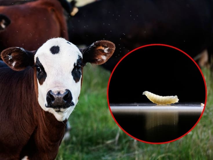 México enfrenta el regreso del gusano barrenador tras 30 años y rehabilita planta en Chiapas para producir moscas estériles y proteger al ganado