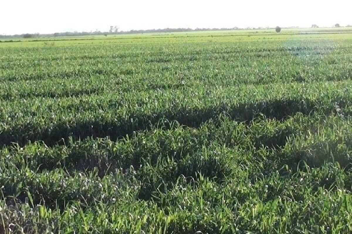 Bajas temperaturas podrían afectar producción agrícola del sur de Sonora