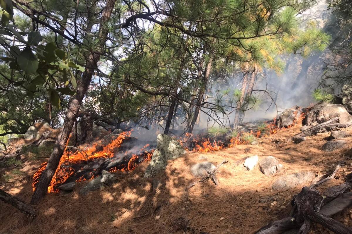 Reportan incendio forestal en la sierra alta de Aconchi; CEPC y Conafor trabajan en el siniestro