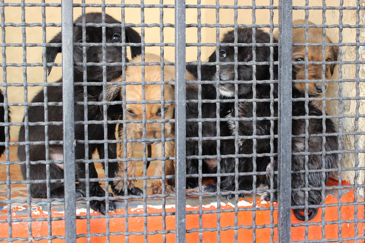 Agrupación Milagro Canino llama a adoptar