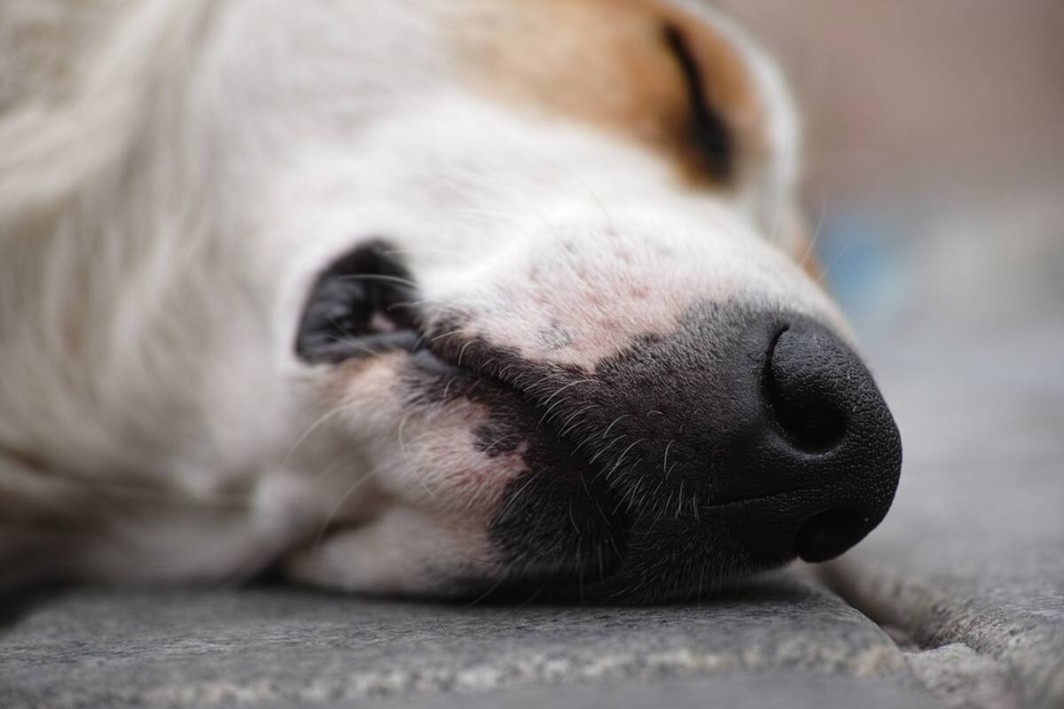 Muere 'Mati', perrita violada por hombre de 53 años en CDMX