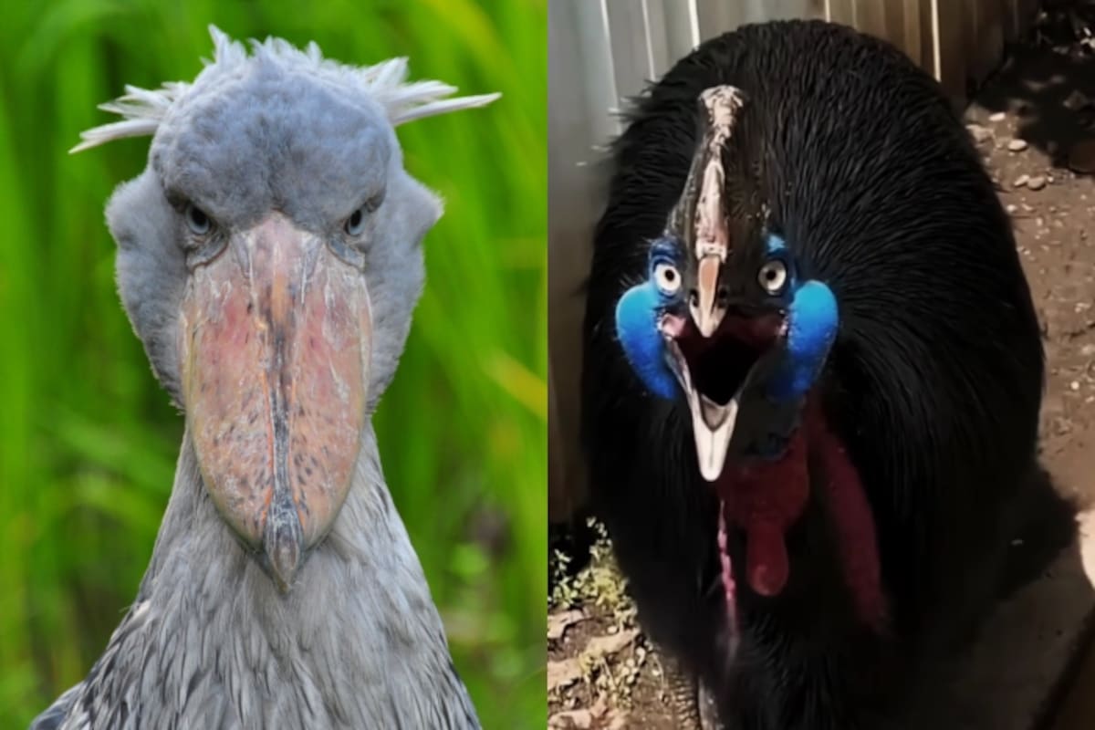 Las 5 aves con los sonidos más extraños y escalofriantes del reino animal
