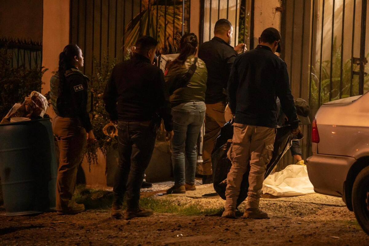 Rescatan a siete perros tras cateo en Villa del Sol; uno fue hallado sin vida