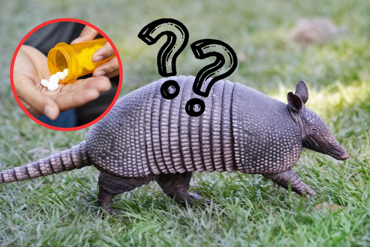 Una enfermedad de hace 4 mil años reaparece en Florida y los armadillos podrían estar relacionados con el aumento de casos