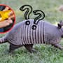 Una enfermedad de hace 4 mil años reaparece en Florida y los armadillos podrían estar relacionados con el aumento de casos
