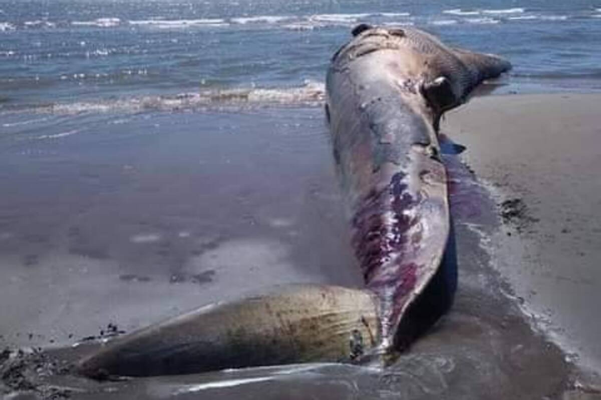 Encalla ballena en playa de “Los Mélagos” en San Ignacio Río Muerto, Sonora; las aguas la arrastraron ya fallecida