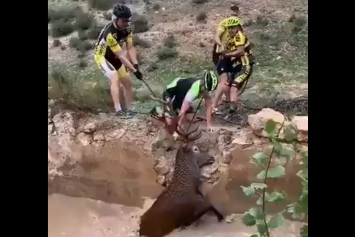 VIDEO: Ciclistas salvan a ciervo de morir ahogado