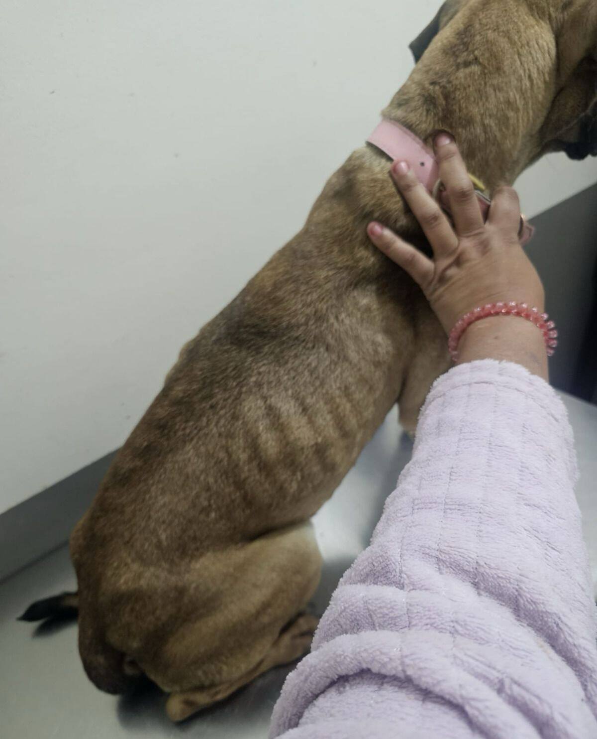 Los canes rescatados presentaban visibles signos de desnutrición.