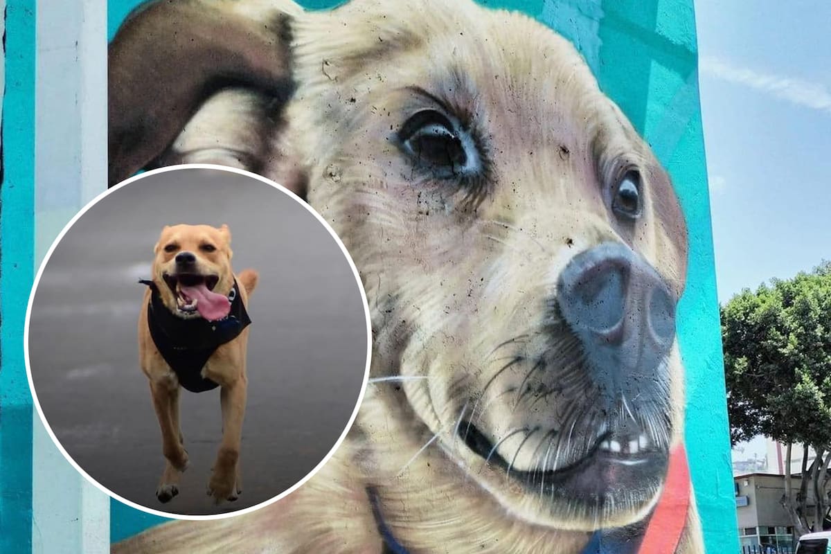 El ‘Chicles’, el perrito que conquistó las pistas de Tijuana