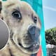 El ‘Chicles’, el perrito que conquistó las pistas de Tijuana