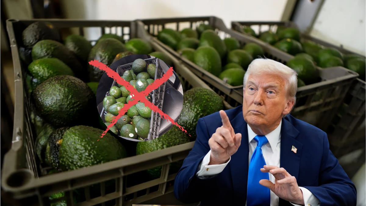 Estados Unidos suspendió temporalmente las inspecciones de aguacate en Michoacán, mientras México reforzará la seguridad en las zonas productoras para buscar la reanudación de los envíos. (AP/Canva)