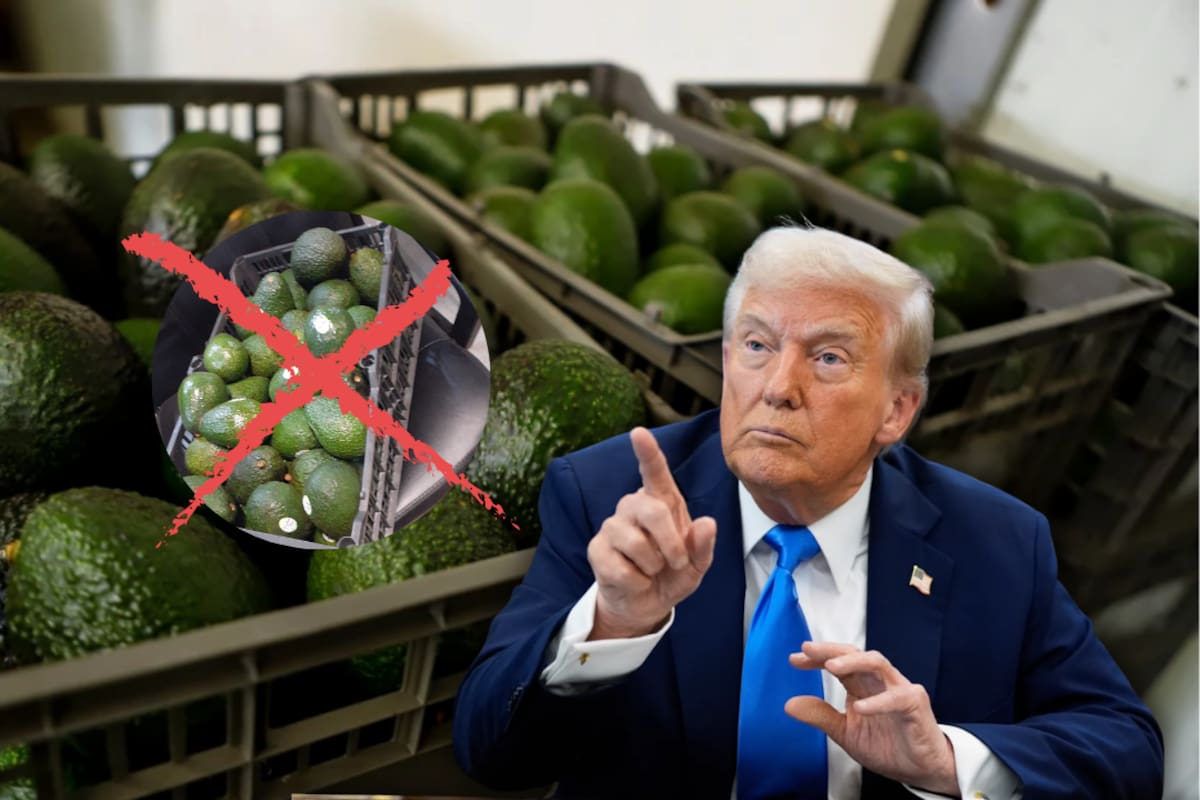 El aguacate de Michoacán no puede exportarse a Estados Unidos sin una revisión sanitaria en México, una condición que convierte la presencia de inspectores en la llave para mantener abiertos los envíos