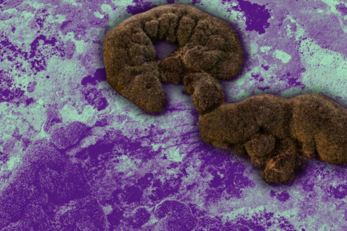 ¿Qué puede sobrevivir en Marte? El ser vivo “indestructible” capaz de resistir radiación y frío extremos