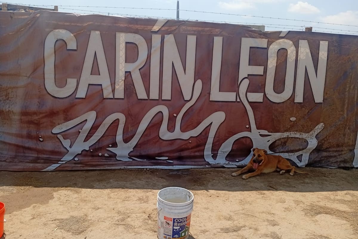 El refugio Patitas Unidas busca apoyo para cuidar a 70 perros y 11 gatos en Hermosillo e invita a Carín León a sumarse a la causa