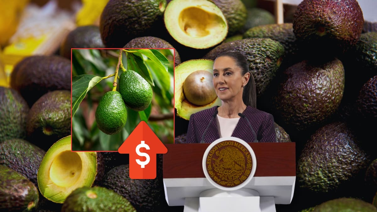Con el cierre de la temporada fuerte de cosecha del aguacate hass, el precio por kilo ha alcanzado hasta los 120 pesos para mayoristas. Foto: Especial