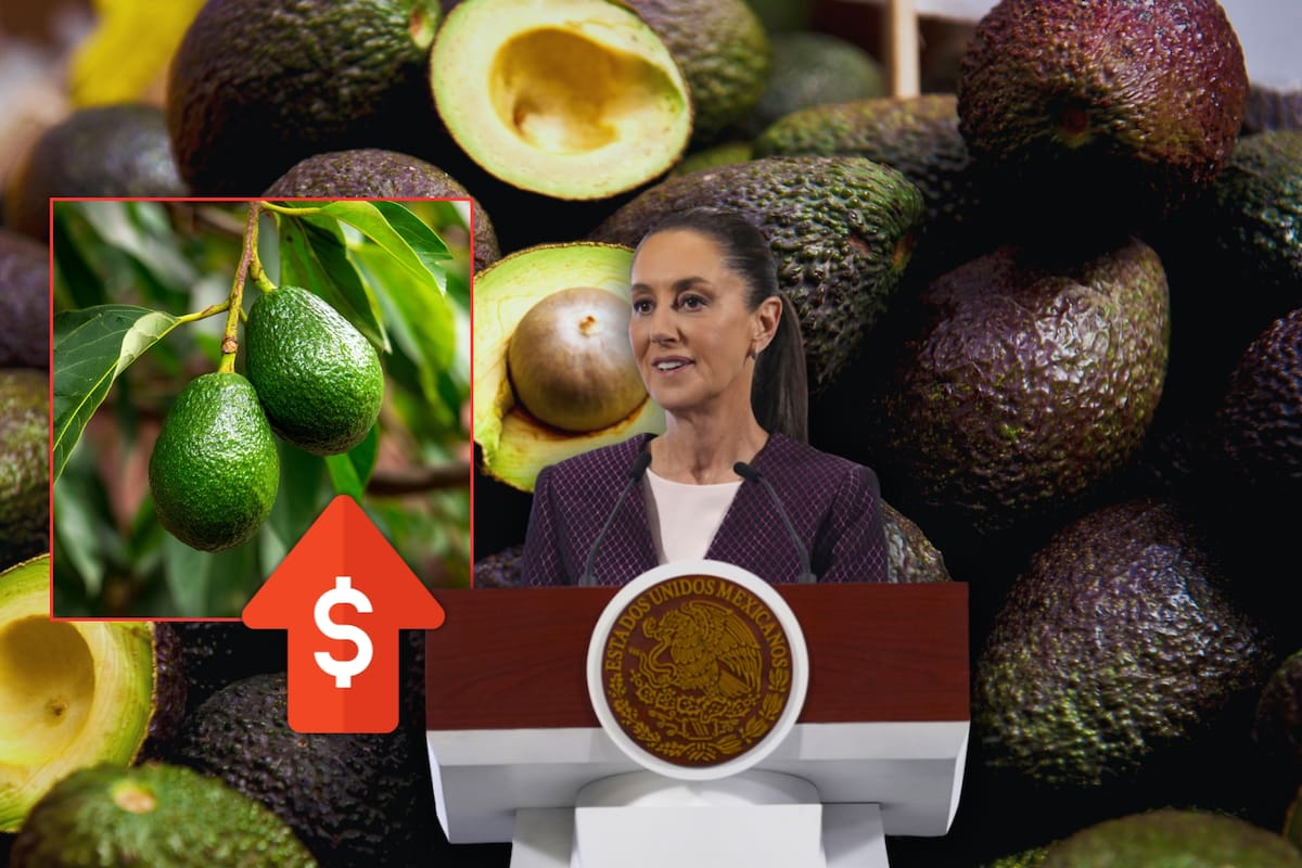 Precio del aguacate se dispara a 120 pesos el kilo por alta demanda, sobre todo en estas ciudades