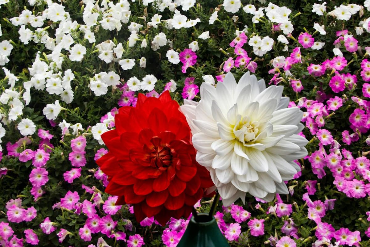 Petunias, dalias y geranios, las flores para sembrarse en febrero en casa: guía práctica para cuidarlas y aprovecharlas
