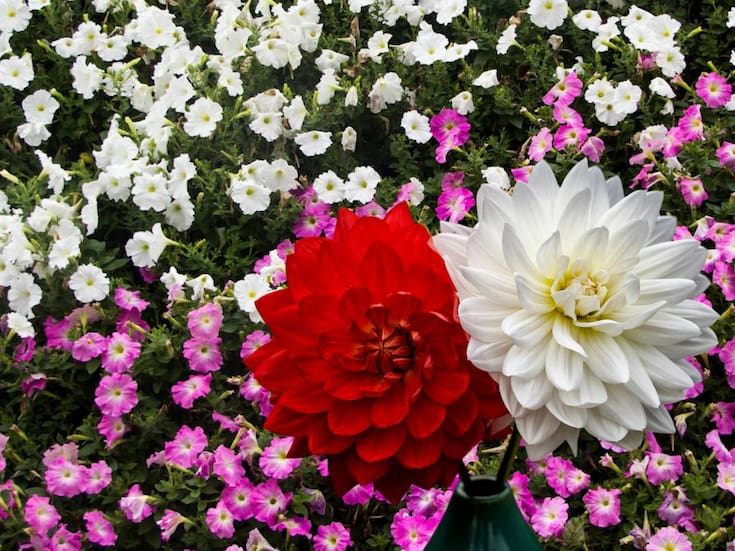Petunias, dalias y geranios, las flores para sembrarse en febrero en casa: guía práctica para cuidarlas y aprovecharlas