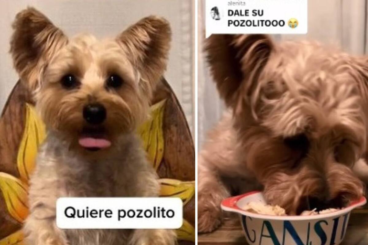 Enternecedor video de perrito comiendo pozole luego de pedirlo eufóricamente
