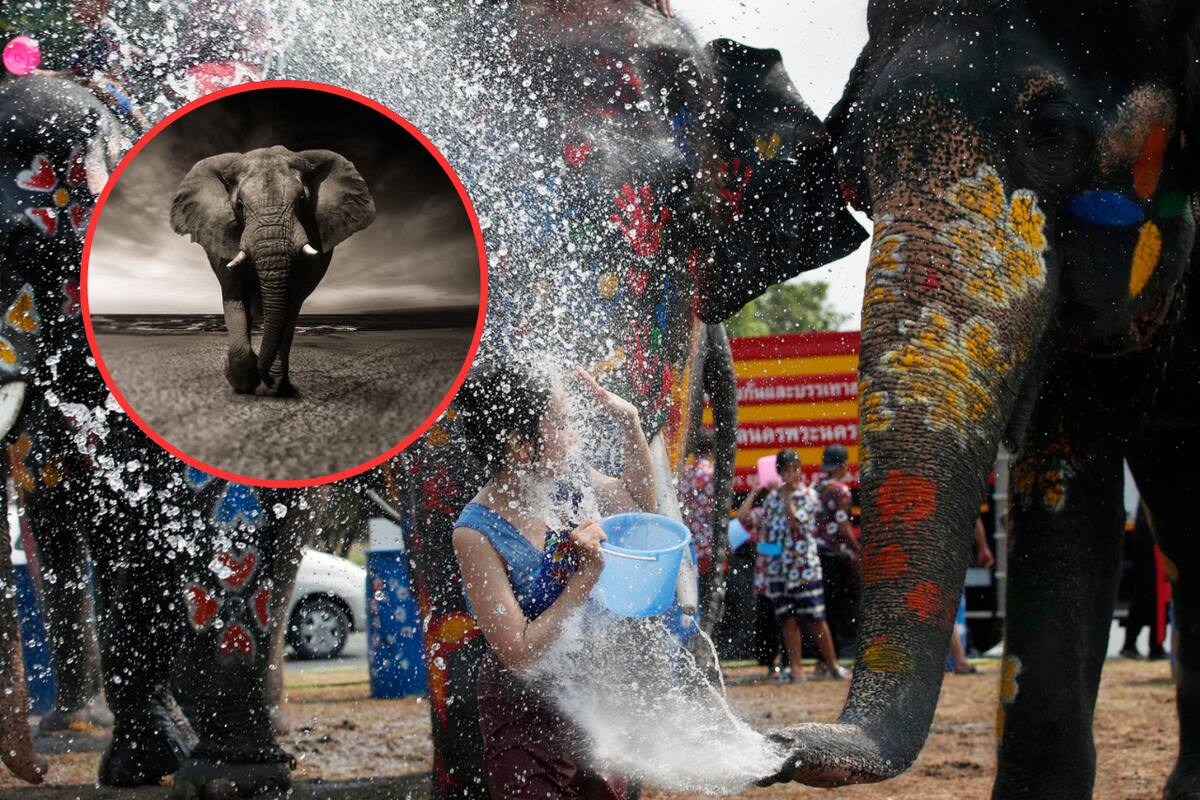 Turista española fallece tras ataque de un elefante en Tailandia