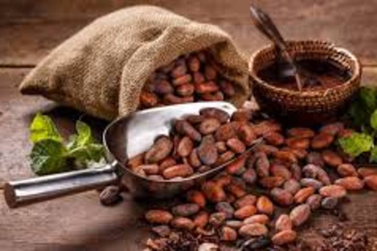 El cacao ayuda a conservar la memoria en adultos mayores
