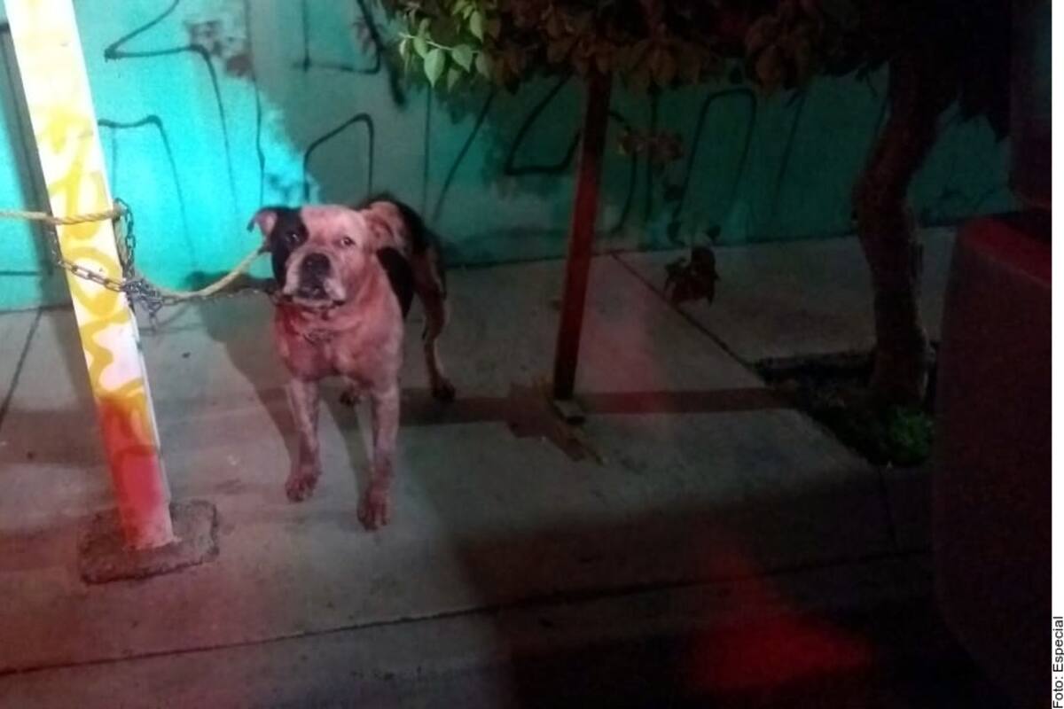 Pitbull que mató a ladrón en Guadalajara no será sacrificado