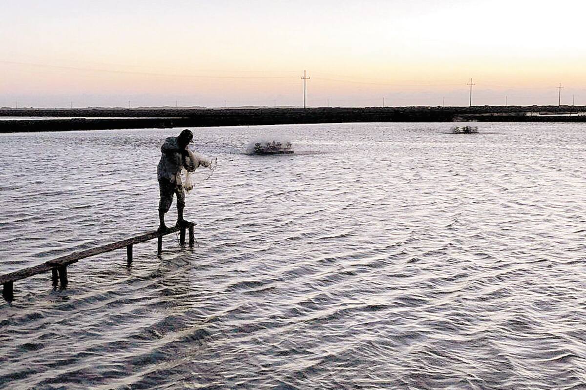 Acuicultores esperan cerrar gran temporada en la producción de camarón