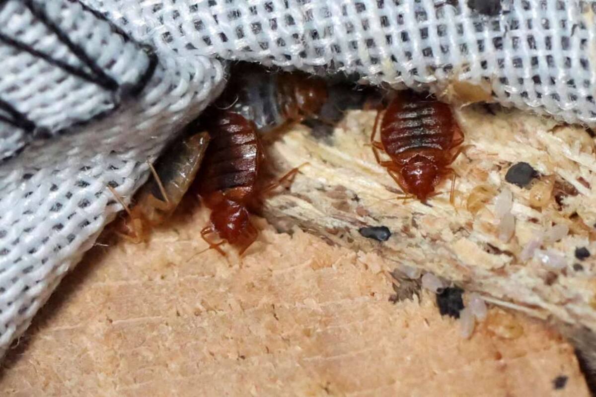 Chinches y pulgas de Sonora no son peligrosas