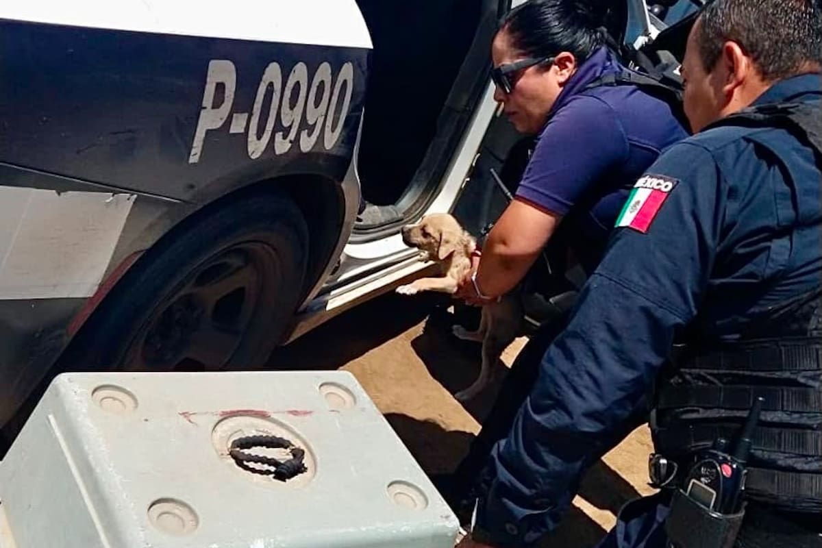 Abren convocatoria para integrar el Comité de Bienestar Animal de Baja California