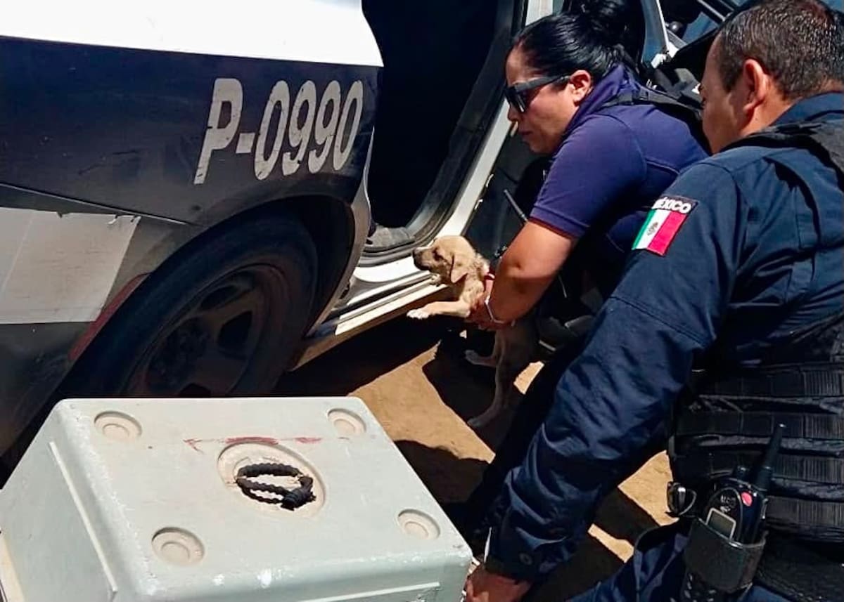 La corporación informó que durante 2026 también aplicó más de 200 infracciones relacionadas con fauna doméstica y realizó operativos con CACYFE. Foto: Cortesía