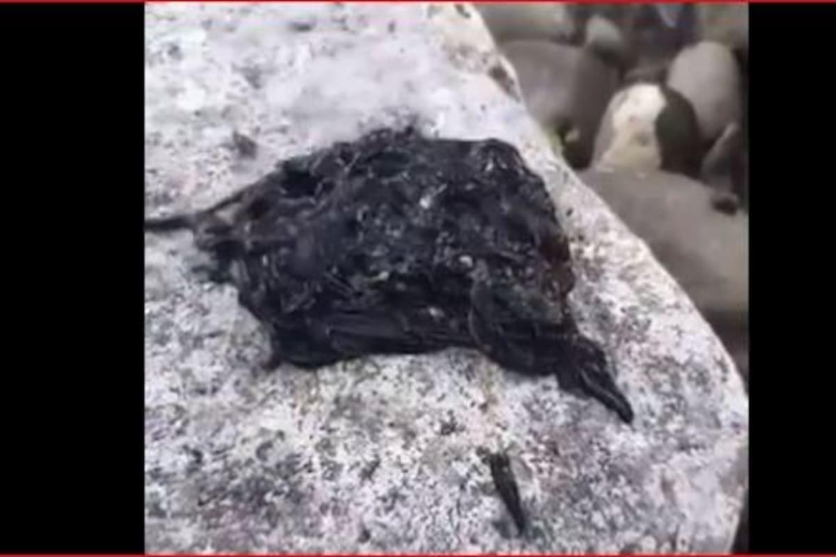 La extraña criatura viral que es comparada con Venom