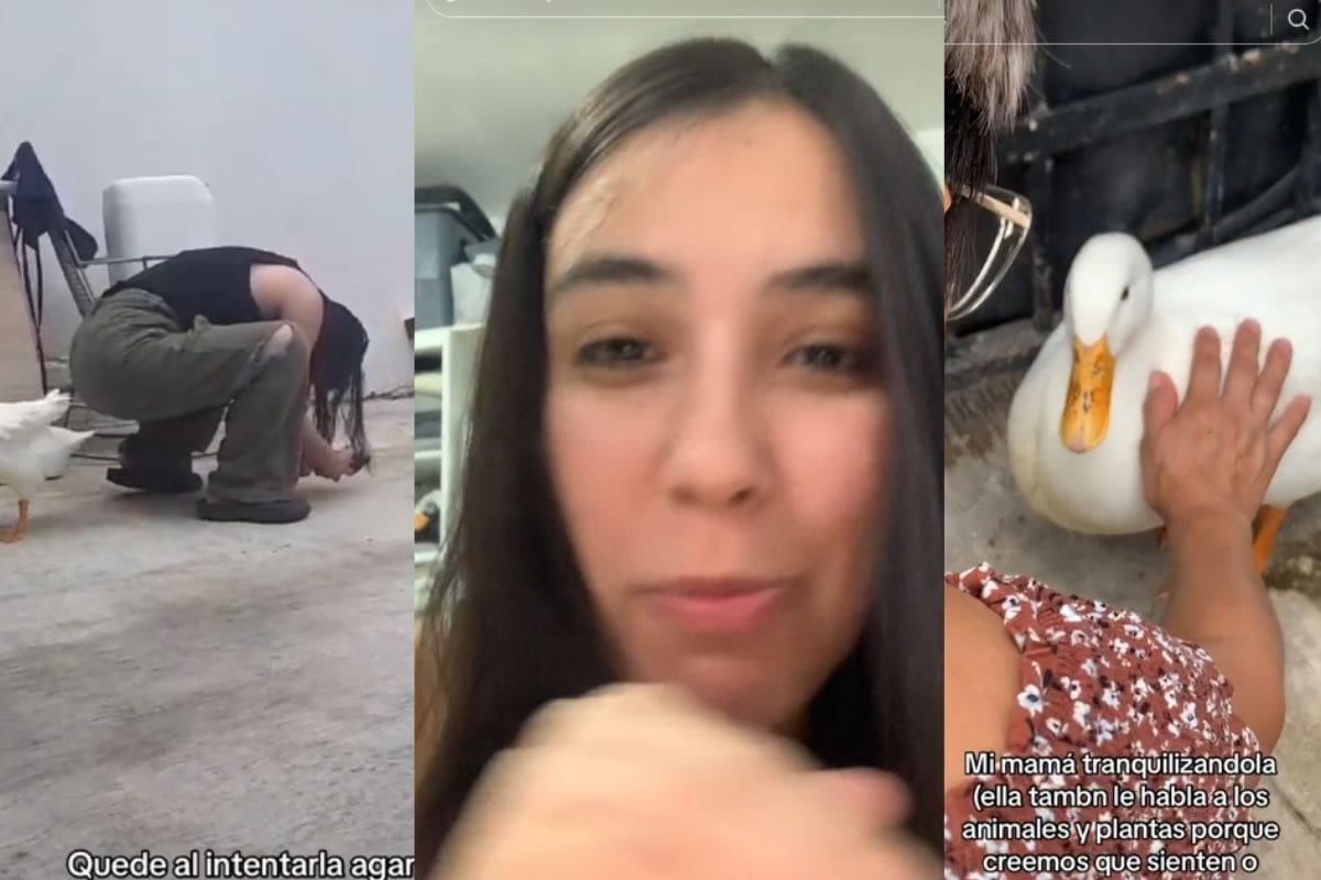 “Gansito y yo no somos amigas hoy”: Mujer cuenta por qué su pato ya no la quiere